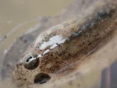 Pomatoschistus microps