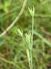 Bupleurum tenuissimum