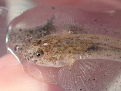 Pomatoschistus microps