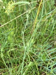 Bupleurum tenuissimum