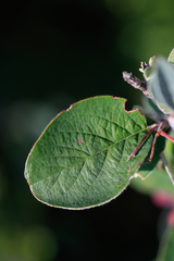 Cotoneaster melanocarpus