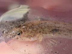 Pomatoschistus microps