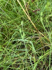 Bupleurum tenuissimum