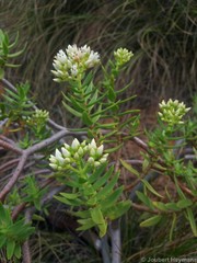 Crassula sarcocaulis