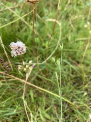 Bupleurum tenuissimum