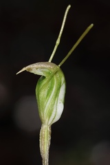 Pterostylis crispula