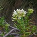Bonsai Stonecrop - Photo (c) Joubert Heymans, some rights reserved (CC BY-NC-ND), uploaded by Joubert Heymans