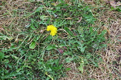 Taraxacum officinale