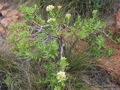 Crassula sarcocaulis