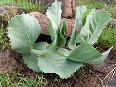 Cyphostemma oleraceum