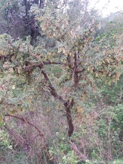 Ormocarpum trichocarpum