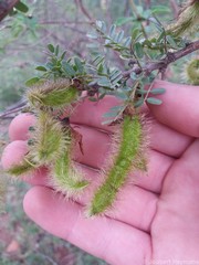 Ormocarpum trichocarpum