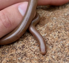 Afrotyphlops bibronii