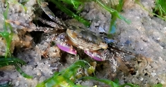 Metopograpsus frontalis