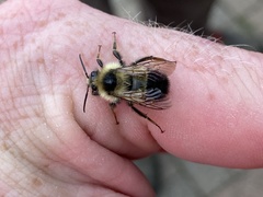 Bombus sandersoni