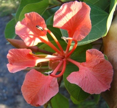 Bauhinia galpinii
