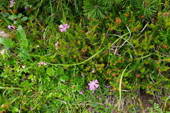 Dianthus alpinus