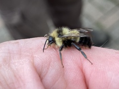 Bombus sandersoni