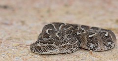 Bitis arietans arietans
