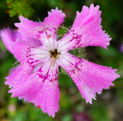 Dianthus alpinus