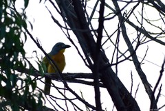 Malaconotus blanchoti
