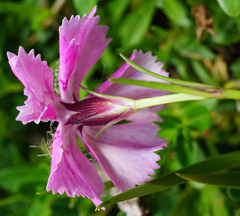Dianthus alpinus