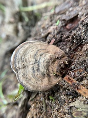 Fungi