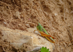 Stenobothrus lineatus