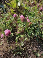 Trifolium pratense