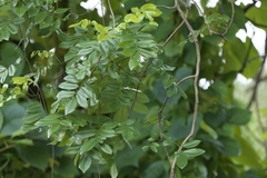 Derris scandens