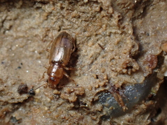 Dicheirotrichus gustavii