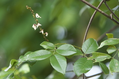 Derris scandens