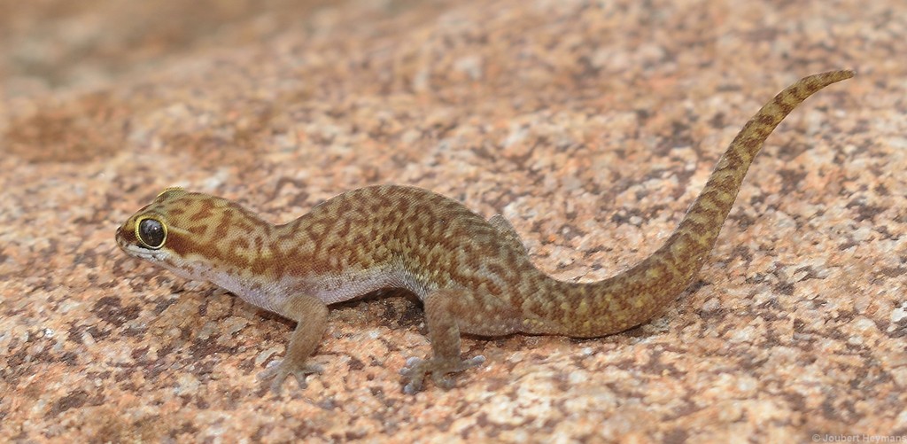 Pointed Thick-toed Gecko
