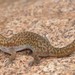 Pointed Thick-toed Gecko - Photo (c) Joubert Heymans, some rights reserved (CC BY-NC-ND), uploaded by Joubert Heymans