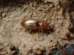 Dicheirotrichus gustavii