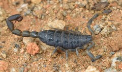 Uroplectes flavoviridis