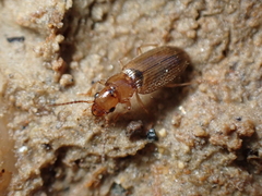 Dicheirotrichus gustavii