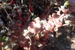 Crassula cordata