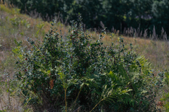 Cotoneaster melanocarpus