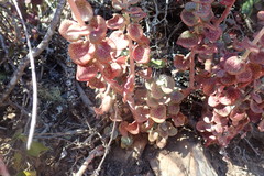 Crassula cordata