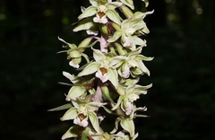 Epipactis purpurata