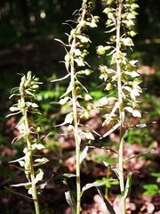 Epipactis purpurata