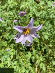 Cosmos bipinnatus