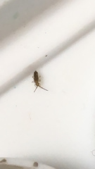 Entomobrya atrocincta