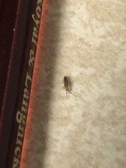 Entomobrya atrocincta