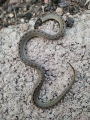 Macroprotodon brevis ibericus