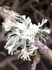 Ramalina canariensis