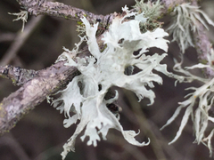 Ramalina canariensis