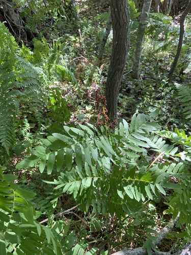 Royal fern (Osmunda regalis)