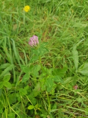 Trifolium pratense